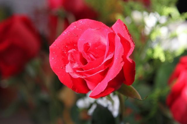 IMG_7458.JPG