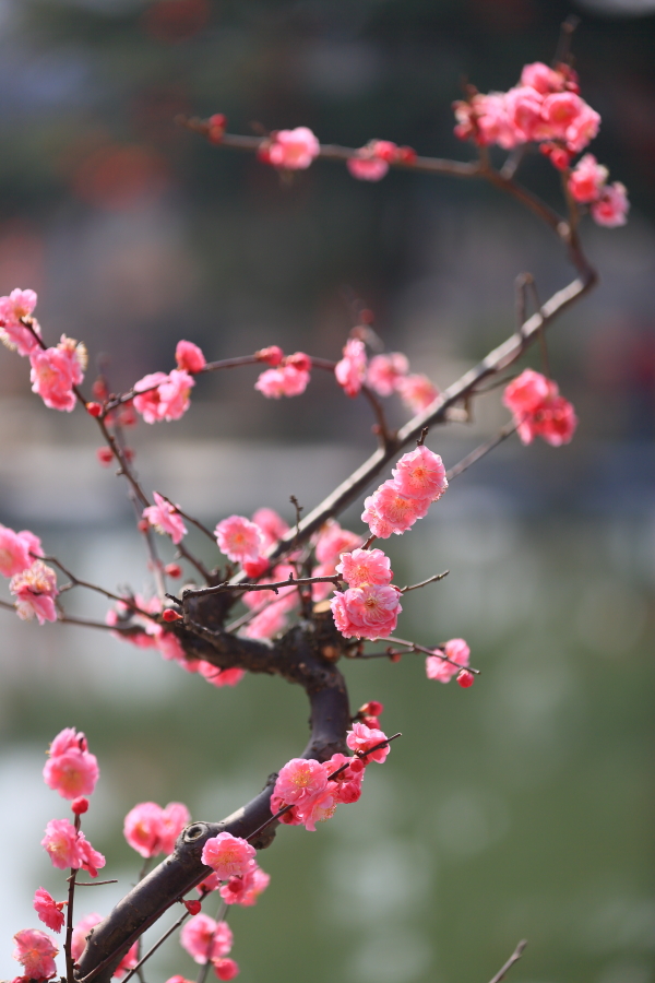 春节拍片10184.JPG