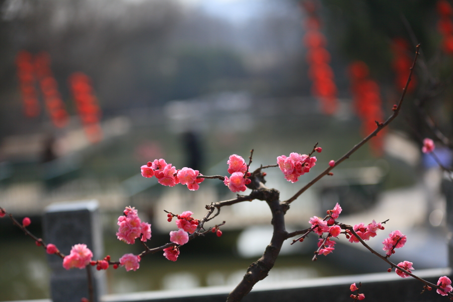 春节拍片10177.JPG