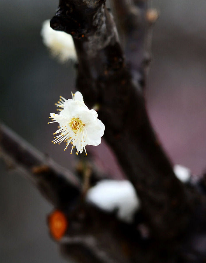 nEO_IMG_梅花8.jpg