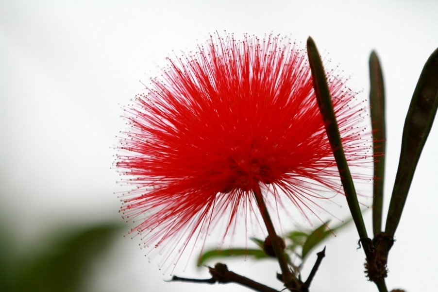 广西涠洲岛 112.jpg