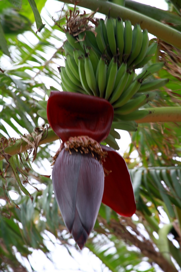 广西涠洲岛 391.jpg