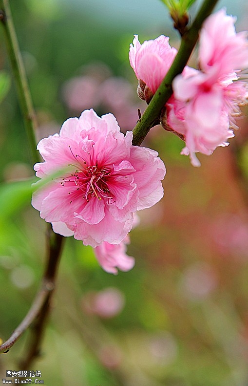PECA1P3NC0CA9WTVN2CAWE7FWJCA2SFV78CAVNQL3WCAD04MB3CAC0PPKUCAY4LU1ECAXF3WKLCAR7DP.jpg