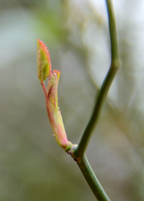 DSC_2623.JPG