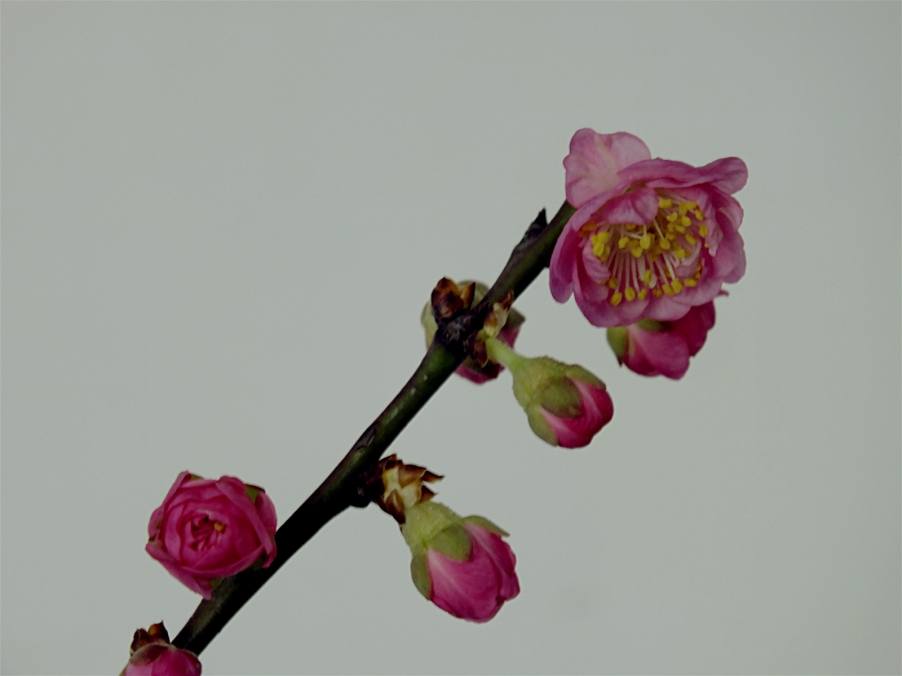 DSCF3965_meitu_13.jpg