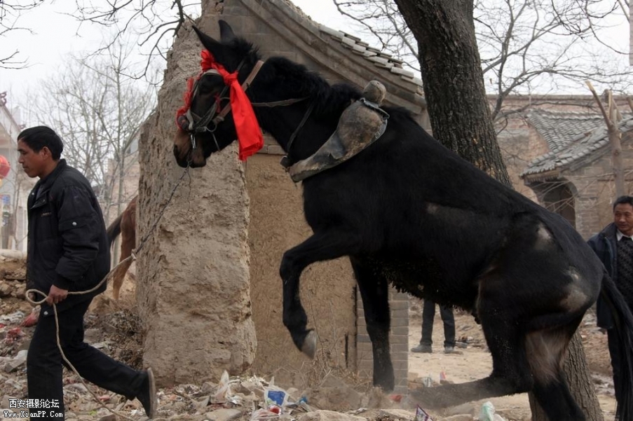 挑选体魄高大的骡子驾辕 (1).jpg