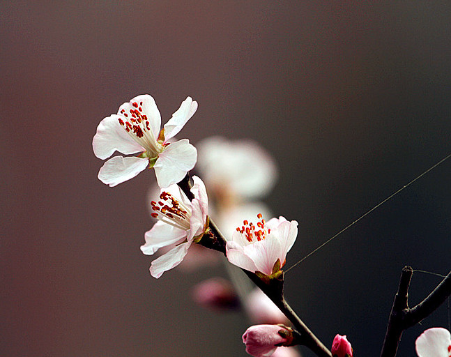 13年桃花 008_副本_副本.jpg
