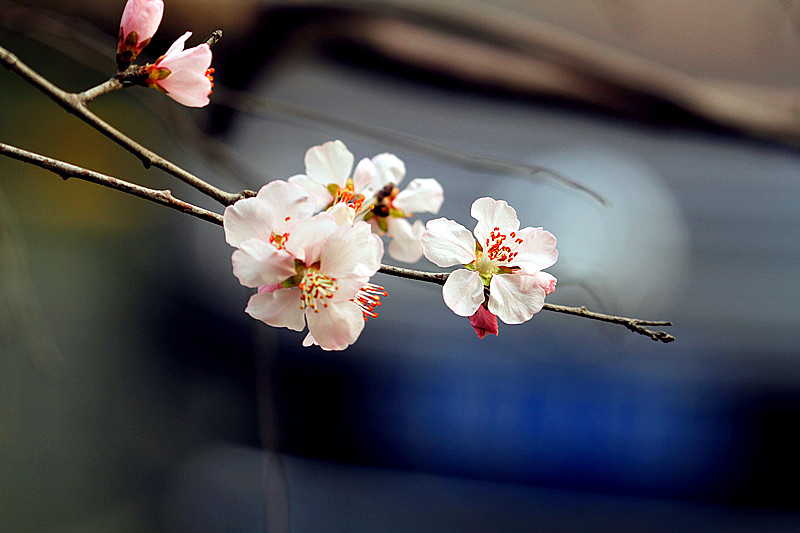 13年桃花 019_副本.jpg