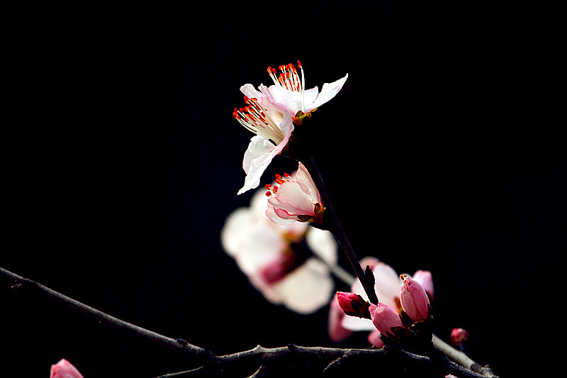 13年桃花 022_副本.jpg