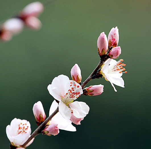 13年桃花 034_副本.jpg