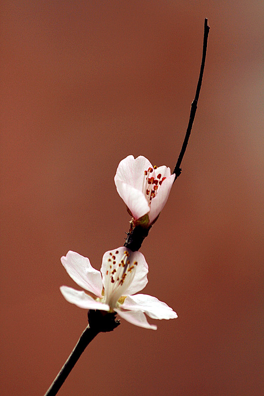 13年桃花 004_副本.jpg