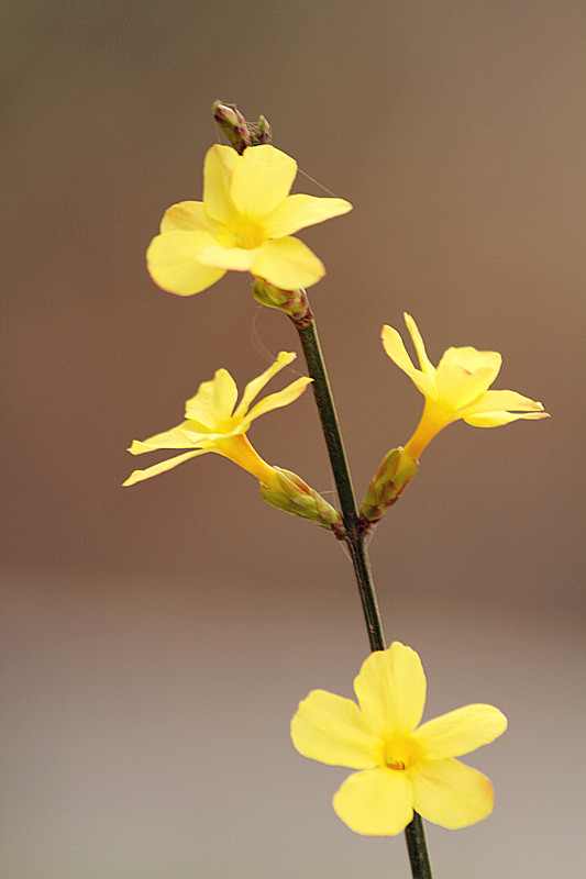 13年桃花 035_副本.jpg