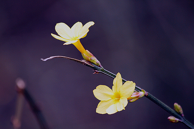 13年桃花 045_副本.jpg
