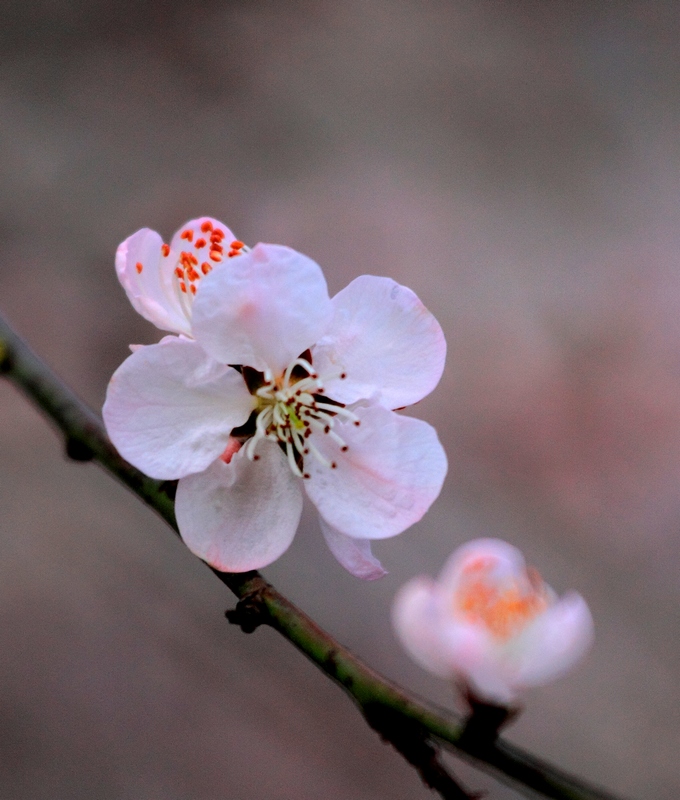 春归16.JPG