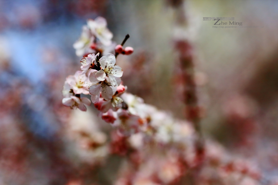 花002.jpg