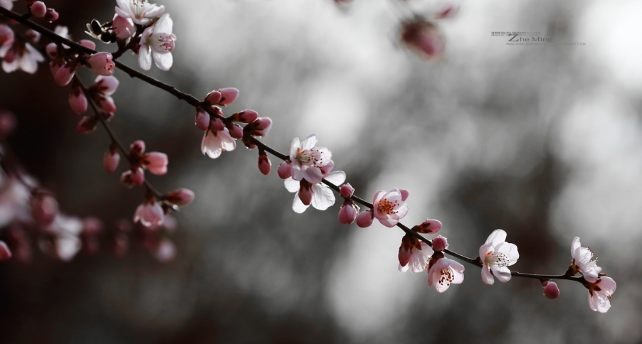 花018.jpg