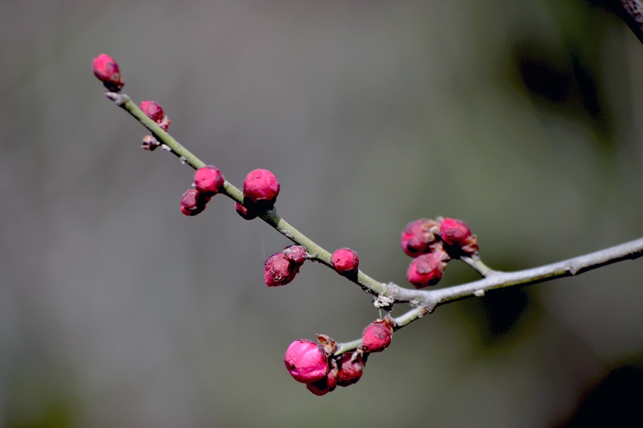 DSC_0098.jpg
