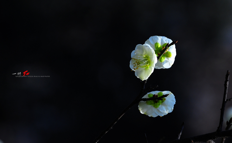 DSC_2922.jpg