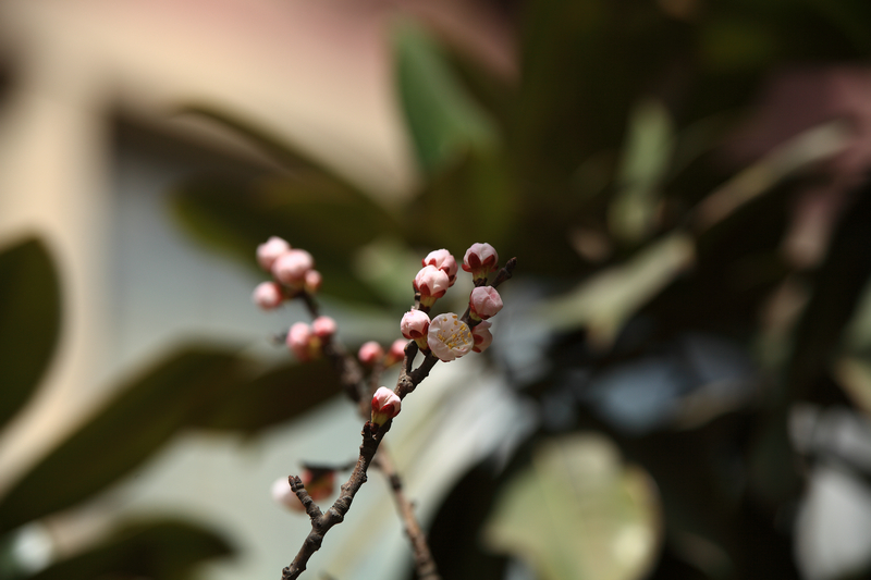 201303满园春色.JPG