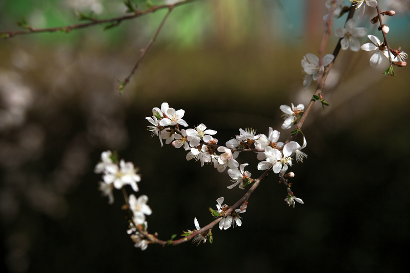 201303满园春色 (3).JPG