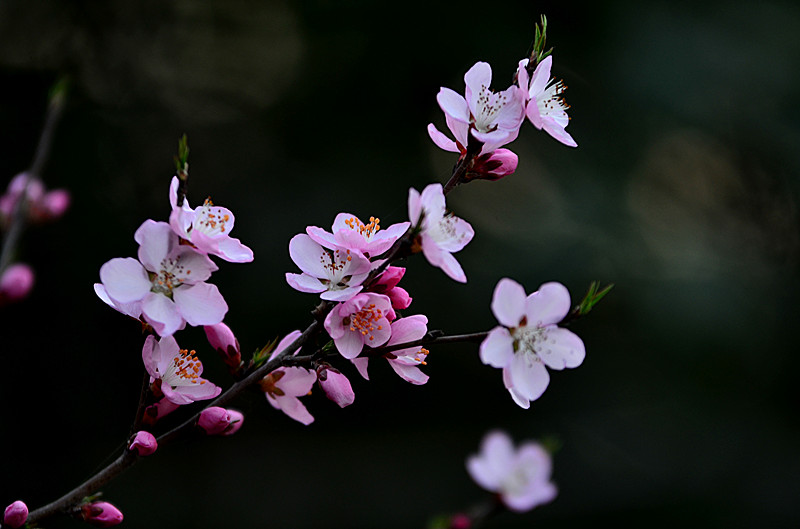 DSC_7964_副本.jpg