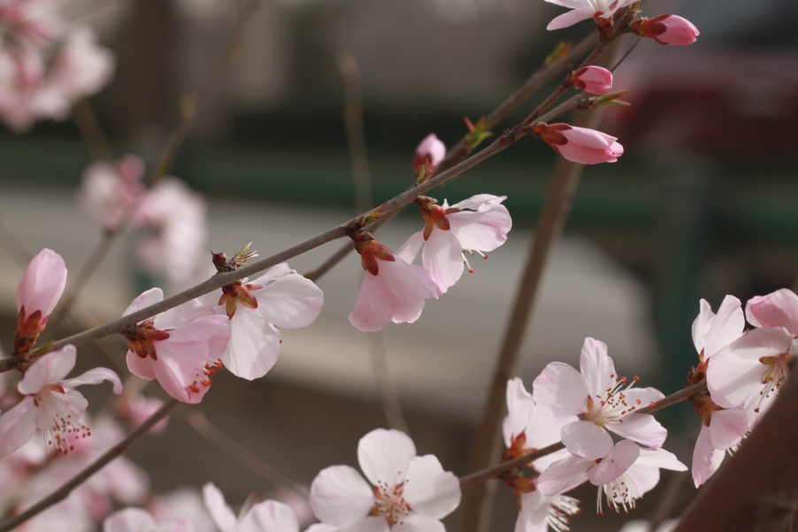 调整大小 IMG_9191.JPG