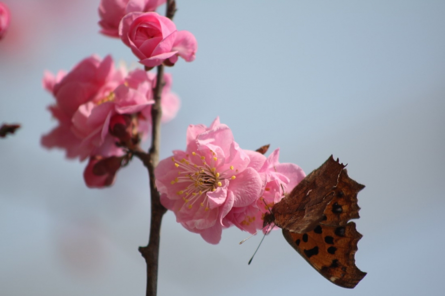 IMG_6325_调整大小.JPG