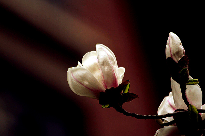 玉兰花 029_副本.jpg