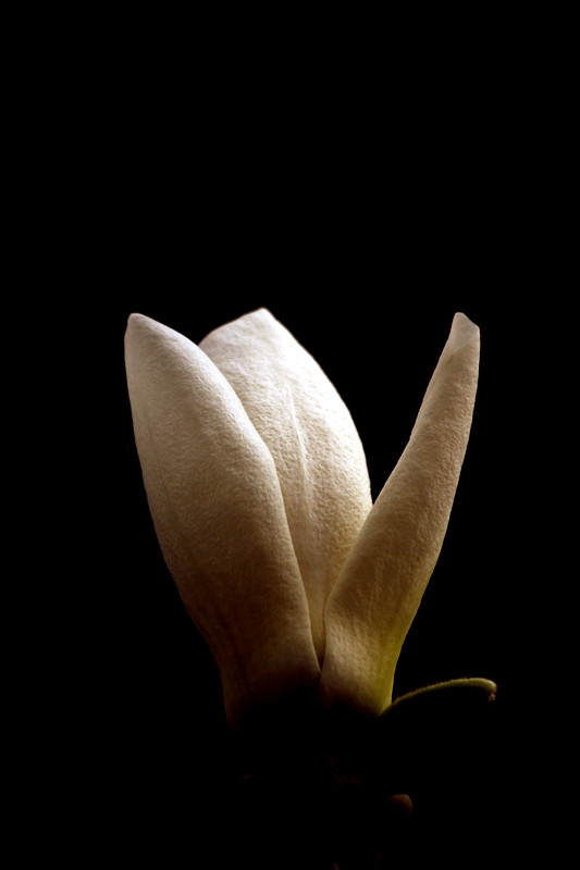 玉兰花 056_副本.jpg