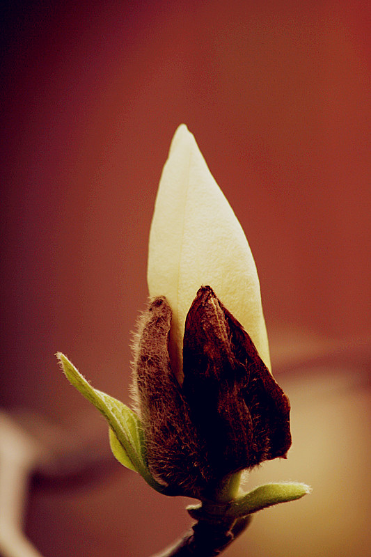 玉兰花 075_副本.jpg