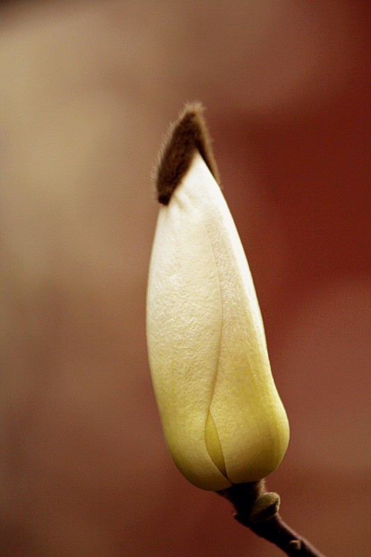 玉兰花 077_副本.jpg