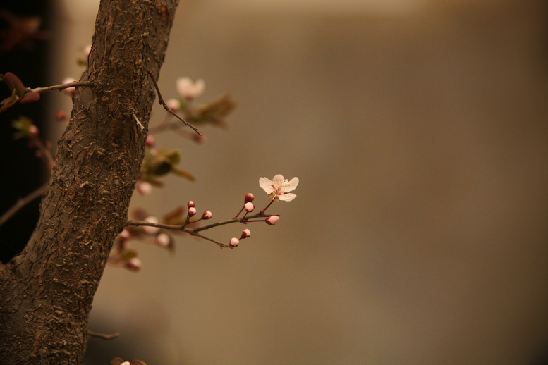 20130309沙尘下的春花 (39).jpg