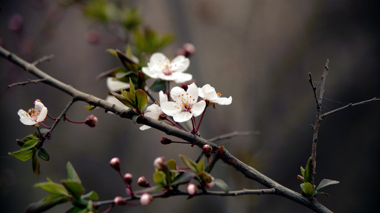 20130309沙尘下的春花 (41).jpg