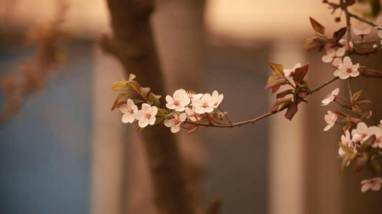 20130309沙尘下的春花 (46).jpg