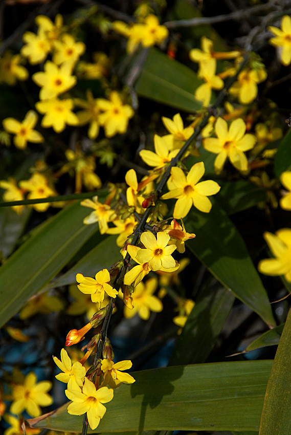 迎春 花 (2).jpg