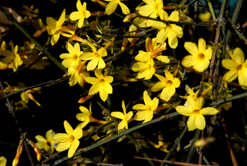 迎春 花 (11).jpg