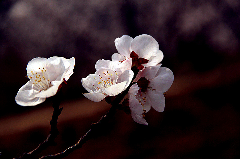 兰田杏花 075_副本.jpg