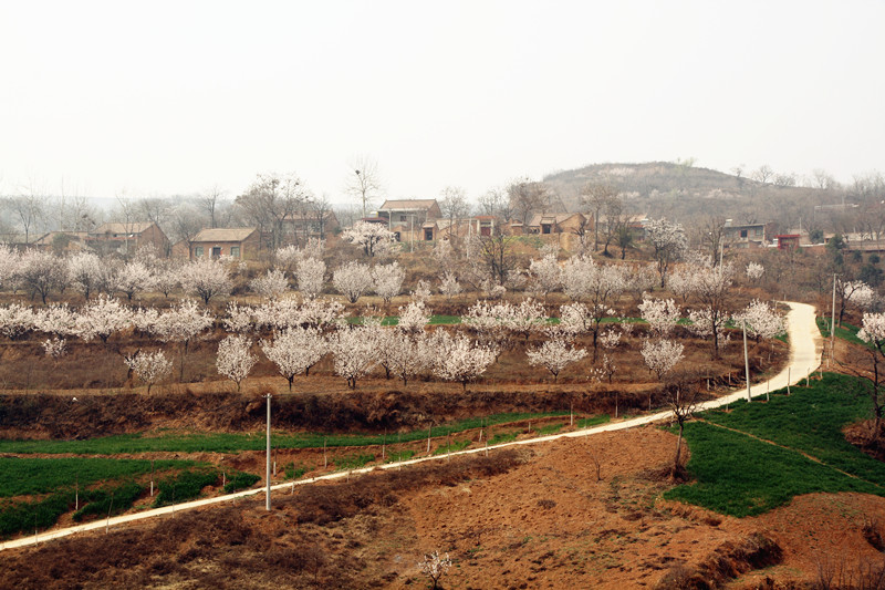 兰田杏花 100_副本.jpg