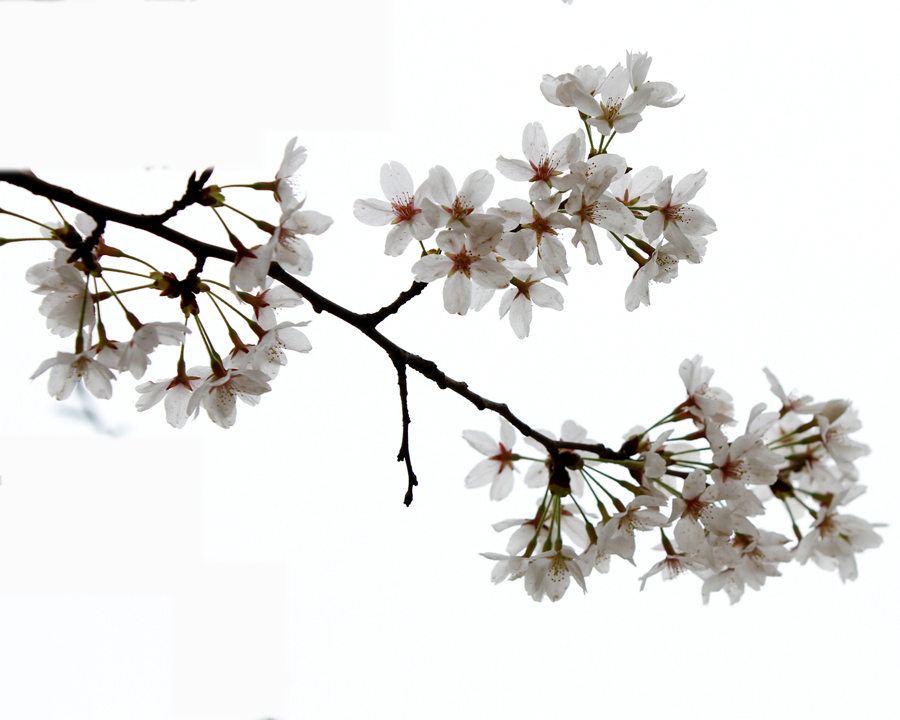 樱花广场 035.JPG