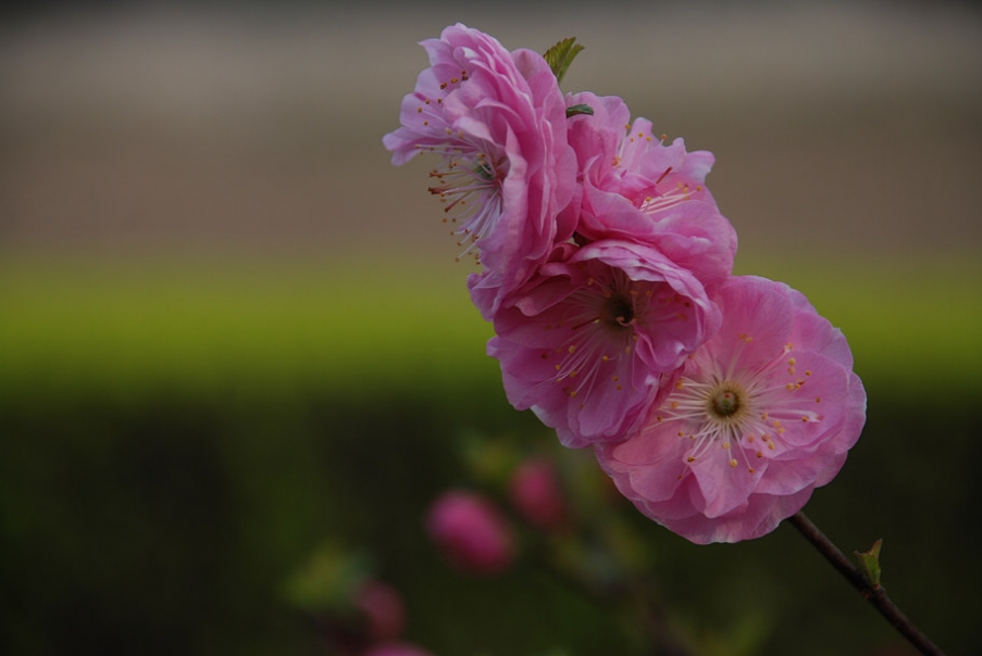 DSC_0964.JPG