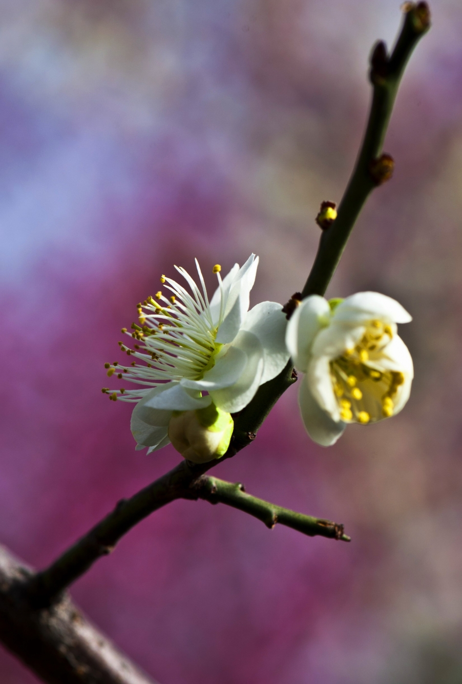 DSC_7711.jpg