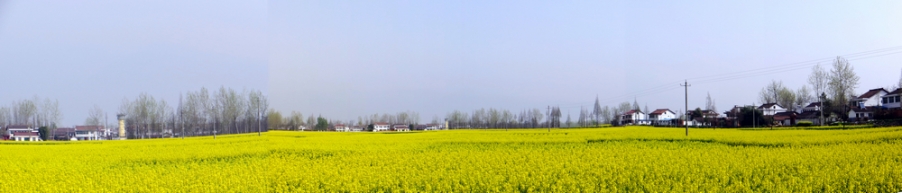 汉中油菜花.jpg