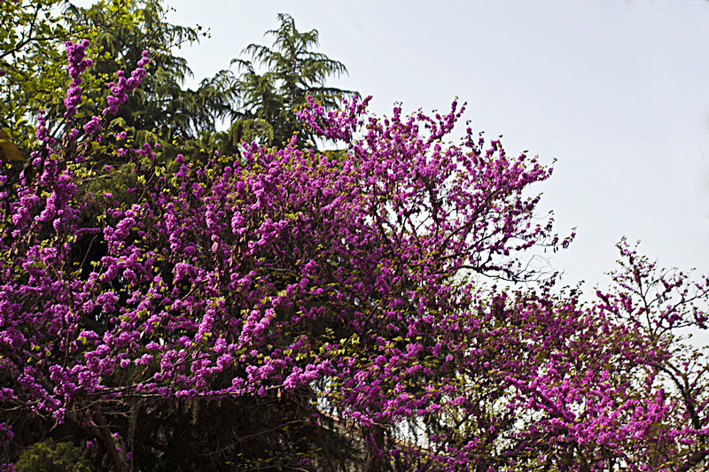 IMG_4078_副本.jpg