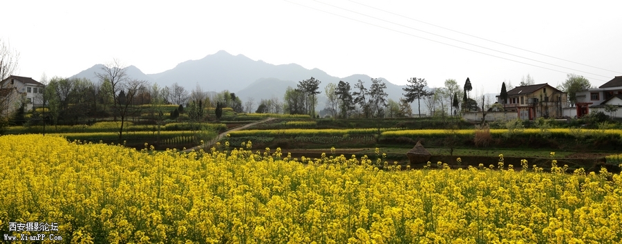 汉中油菜花 (10).jpg