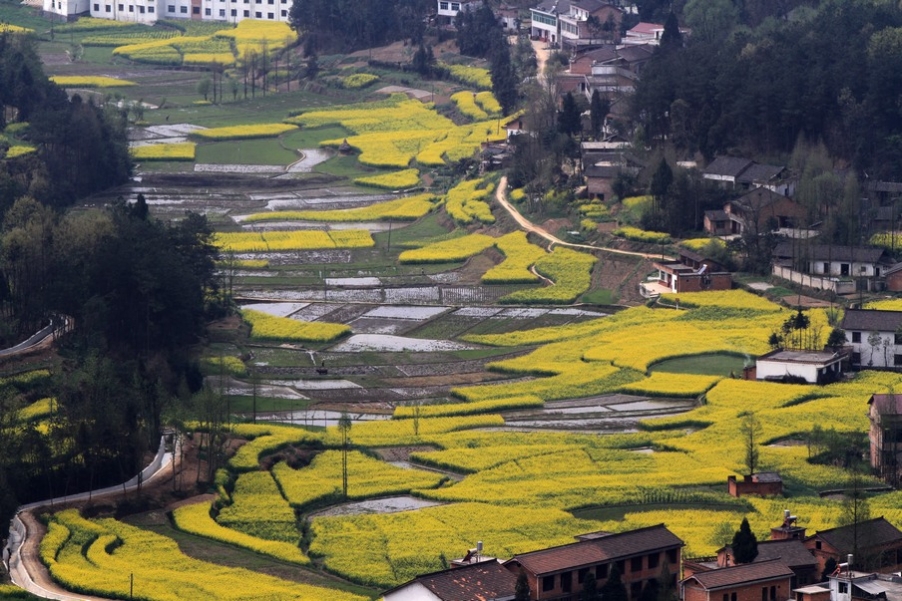 汉中油菜花 347.jpg