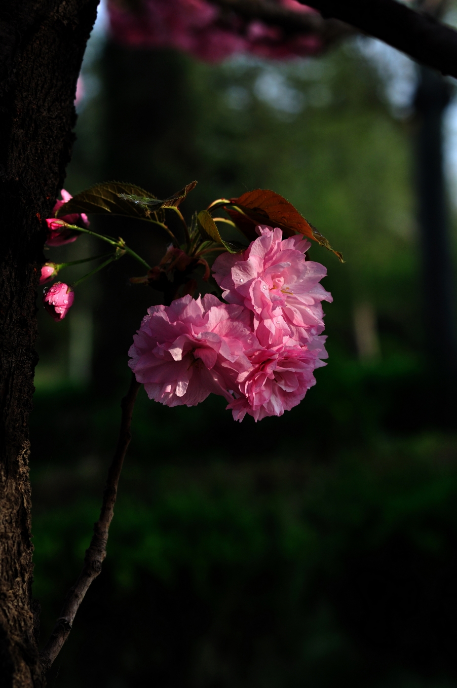 DSC_2830.jpg