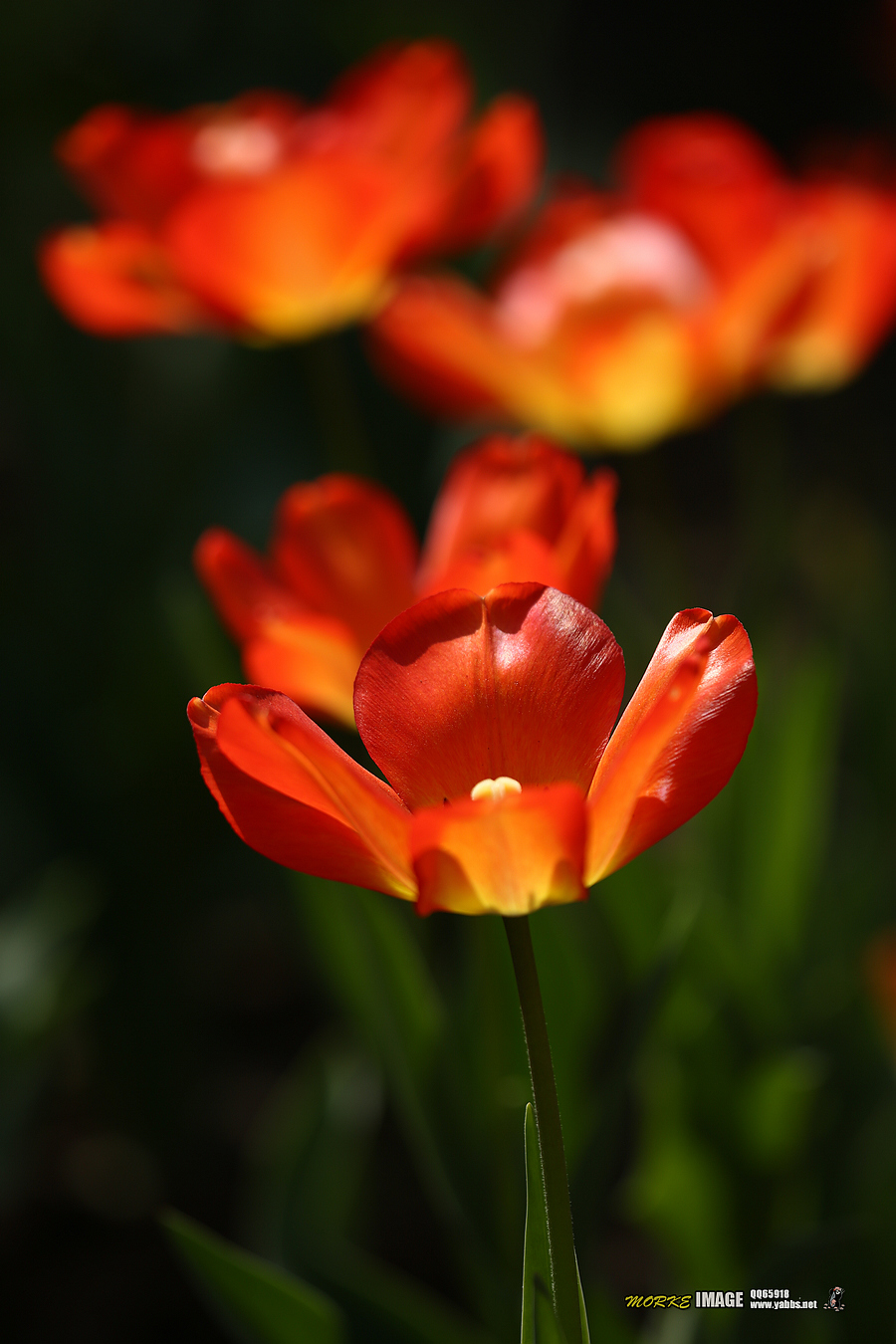 1G8A4501a.jpg