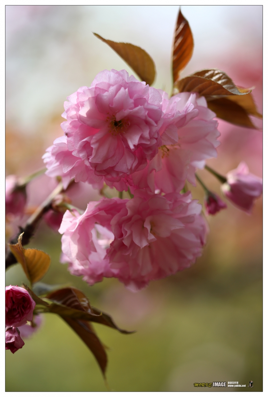 1G8A4237a.jpg