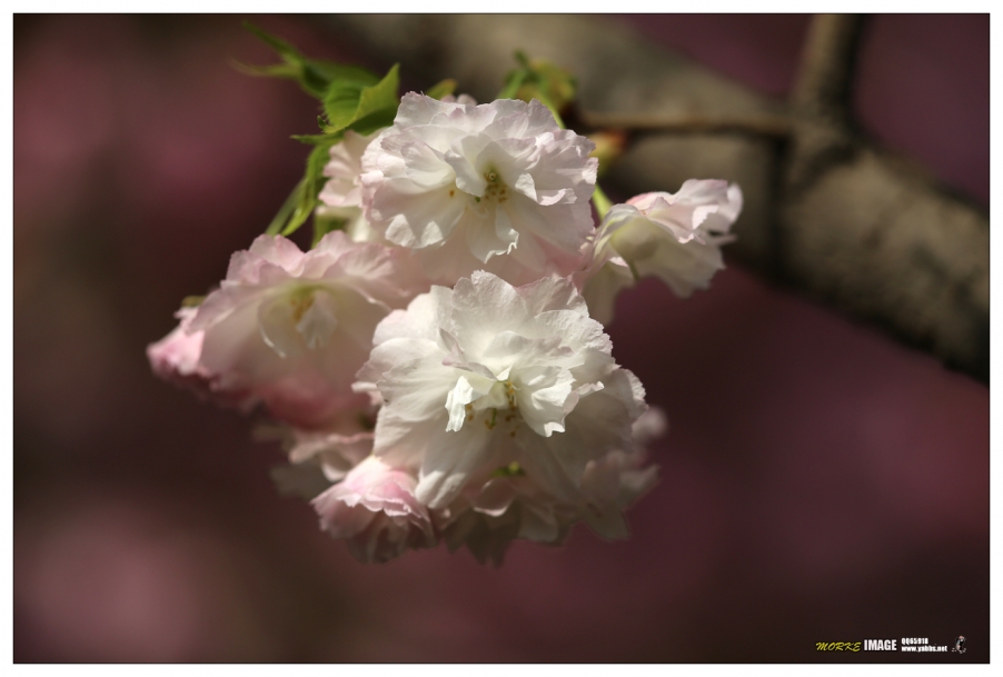 1G8A4285a.jpg