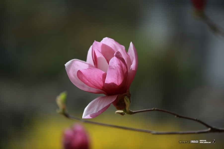 1G8A3555a.jpg